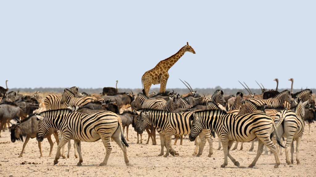 South Africa